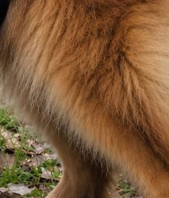 Poils du chien, avant
